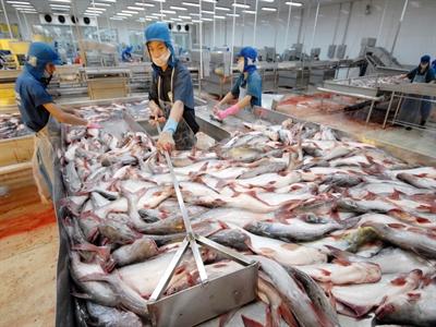 7 tháng, sản lượng cá nuôi trồng, khai thác đạt trên 376 tấn