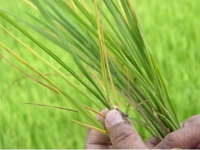 Kiểm tra tình hình sâu bệnh hại lúa mùa tại huyện Thanh Thủy