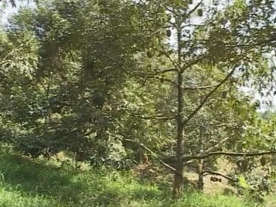 Sầu riêng Khánh Sơn mất mùa do ảnh hưởng thời tiết