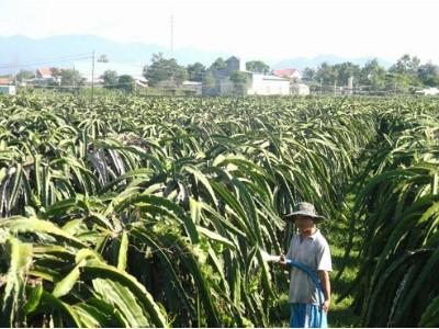 Bất ổn thanh long Bình Thuận