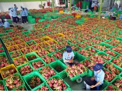 Thương lái Trung Quốc thâu tóm thị trường thanh long Bình Thuận những thách thức cho xuất khẩu