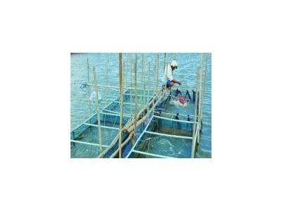 Thức ăn tươi sống trong nuôi trong thủy sản