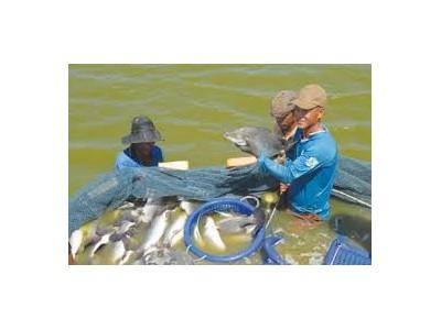 Vĩnh Long mở rộng nuôi thủy sản nội địa