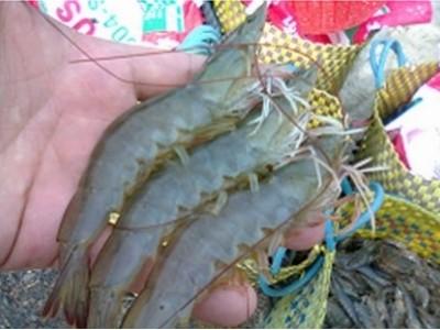 Cà Mau có 14.000 ha tôm đạt chuẩn quốc tế