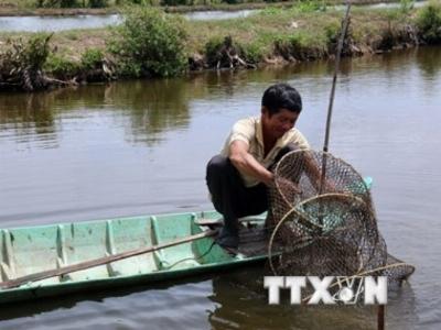 Tập trung giải quyết khó khăn trong sản xuất tôm nước lợ