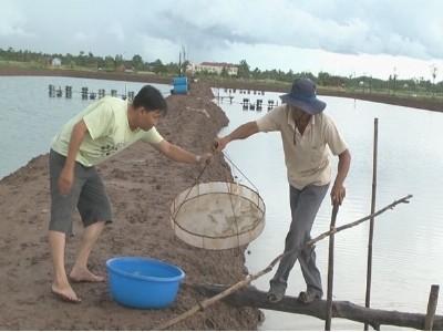 Nông dân Vĩnh Châu chăm sóc tốt cho vụ tôm nuôi 2015