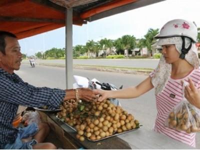 Năng suất nhãn xuồng cơm vàng giảm