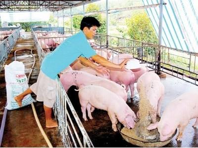 Ngành chăn nuôi và cánh cửa hẹp