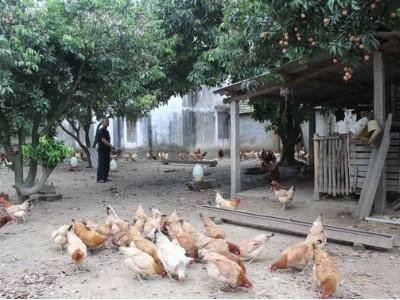 Phú Bình (Thái Nguyên) có 109 trang trại chăn nuôi gà