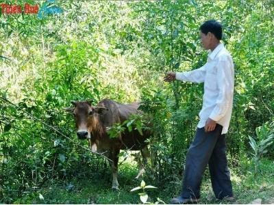 Săn trâu bò hoang