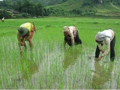 Mường Chà tập trung chăm sóc lúa mùa