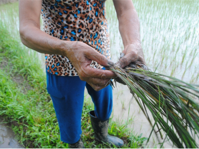 Hơn 300 ha lúa thoi thóp trong nước lũ
