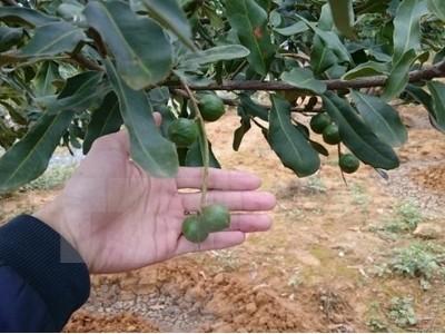 Ban hành tiêu chuẩn kỹ thuật đầu tiên cho cây mắcca ở Việt Nam