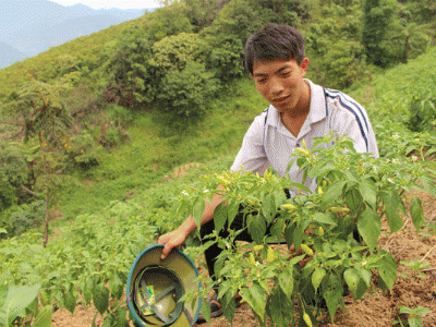 Triển vọng cây ớt hàng hóa tại Sa Pa (Lào Cai)