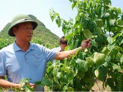 Giống cây mới ở Việt Nam nông dân đầu tiên trồng Sachi