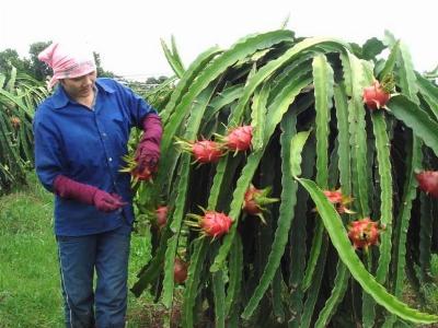 Phân bón Văn Điển nâng cao chất lượng cây thanh long