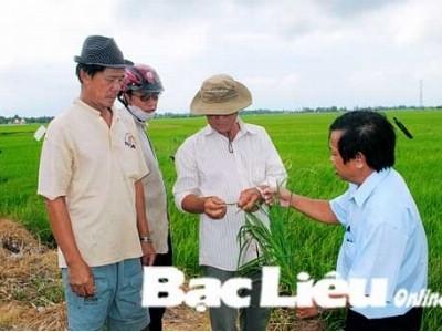 Phòng trừ sâu bệnh phá hại lúa hè thu