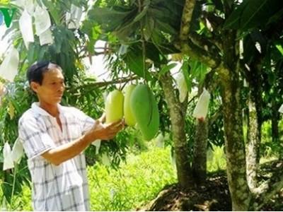 Nông dân Đồng Tháp kiếm hơn 100 triệu từ trồng xoài