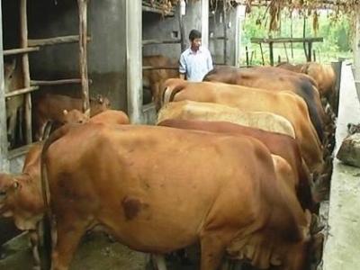 Mô hình vỗ béo bò thịt ở xã Nhơn Hội cho lợi nhuận cao
