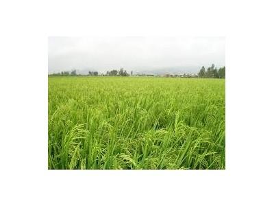 Bà con nông dân tập trung xuống giống lúa vụ Thu Đông năm 2015 theo hai đợt