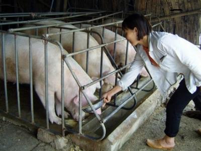 4 vấn đề nóng của ngành chăn nuôi