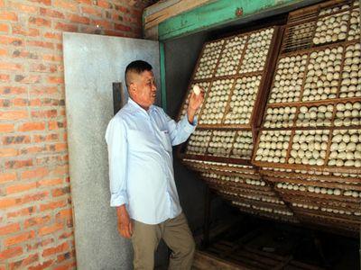 Ấp trứng vịt nở ra nhà tầng