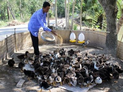 Bảo hiểm nông nghiệp, bà đỡ cho nhà nông