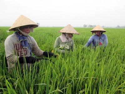 Hạn chế bệnh đạo ôn, đốm nâu bằng phân Văn Điển