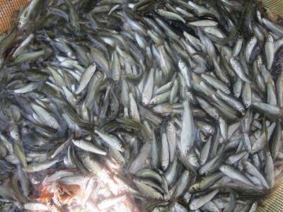 Đầu nguồn xuất hiện cá linh non