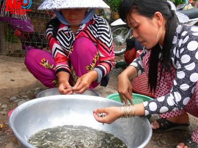 Cá linh non có giá 200.000 đồng/kg