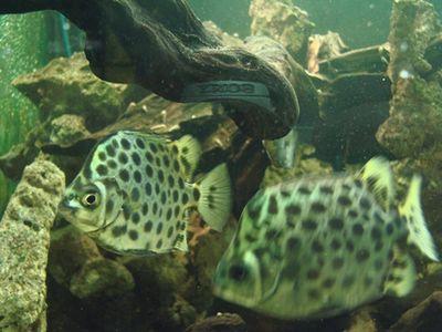 Cá nâu - cá dĩa thái - Đặc tính sinh học