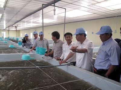 Con tôm Việt giữ vị trí trung phong