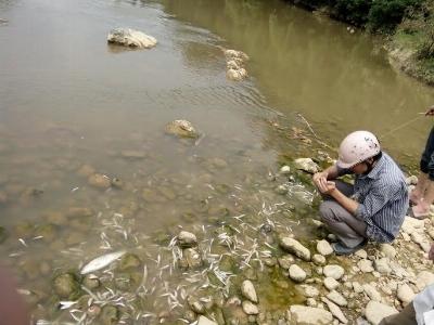 Công bố nguyên nhân cá chết hàng loạt trên sông Âm