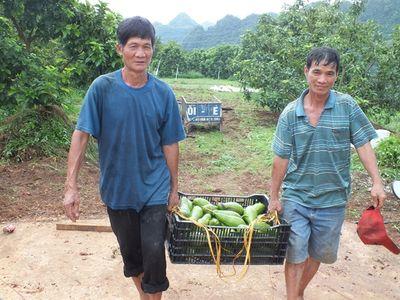 Dân Sơn La hái ra tiền từ các loại cây ăn quả, xuất hiện tỷ phú xoài