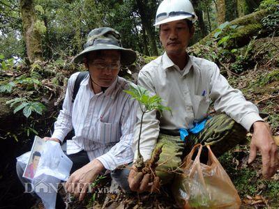 Dán tem chống giả cho sâm Ngọc Linh của Việt Nam tốt nhất thế giới