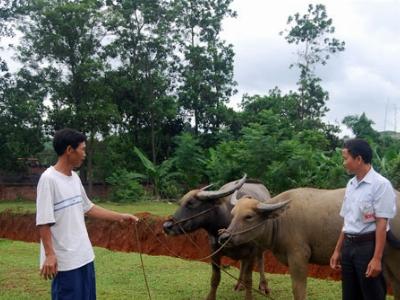 Cơ nghiệp sinh sôi theo đàn trâu sinh sản