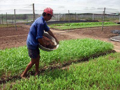 Đem rau muống sạch đến tận bếp ăn