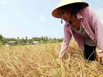 Gạo thơm và IR 50404 vẫn giữ giá