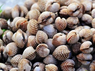 Gây giống và nuôi bán nhân tạo sò huyết (Tegillarca granosa) ở Trung Quốc - Phần 2
