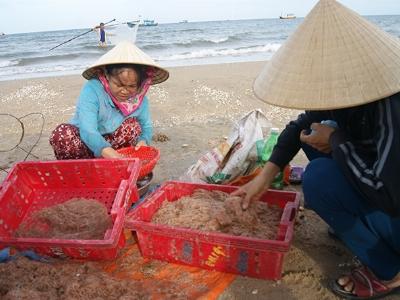 Kết quả phân tích mẫu khuyếc biển an toàn