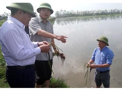 Làm gì để khôi phục cây trồng sau bão?