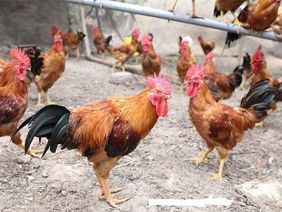 Kỹ thuật nuôi gà Ai Cập siêu trứng và cách phòng trừ một số dịch bệnh - Phần 2