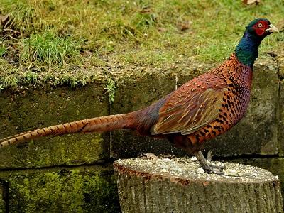 Kỹ thuật nuôi và chăm sóc chim trĩ - Phần 2