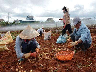 Lâm Đồng hỗ trợ cho khoai tây Đà Lạt đấu với hàng Trung Quốc
