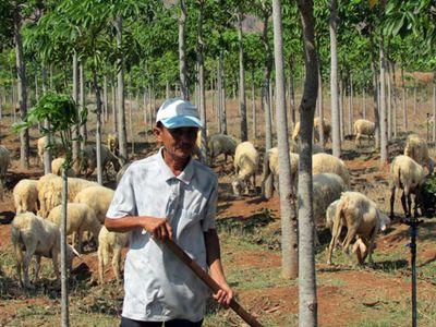 Lão nông người Nùng chinh phục vùng đất bazan