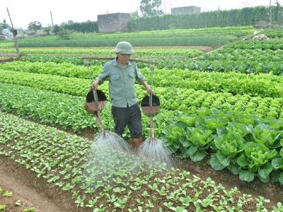 Hết dự án, VietGAP cũng ra đi vì đầu ra, hiệu quả mờ mịt