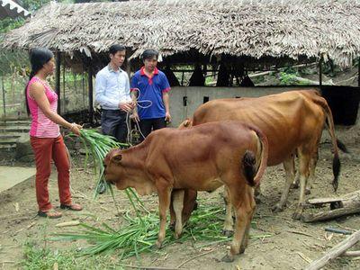 Nhiều người dân Tây Bắc chưa biết cách xóa nghèo
