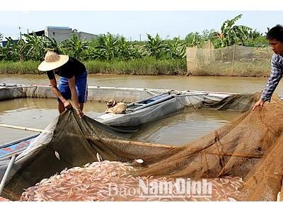 Phát triển nuôi cá lồng ở Mỹ Tân (Nam Định)