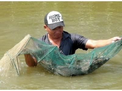Triển vọng mô hình nuôi cá bống mú
