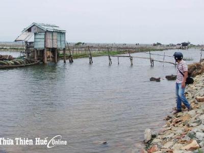 Nuôi trồng thủy sản ở Quảng Điền (Thừa Thiên Huế) thua lỗ do dịch bệnh